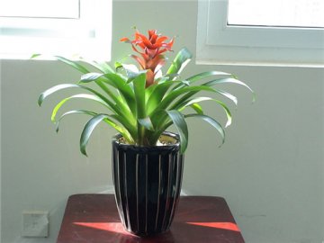 家居風水：家里的植物位置如何擺放風水好