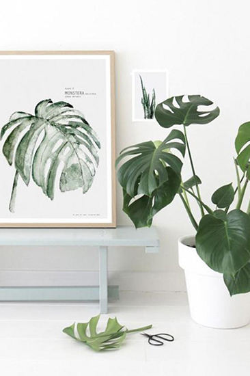 你以為植物只能放陽臺?五款室內(nèi)盆栽，家里也能擁有綠