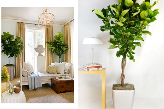 你以為植物只能放陽臺?五款室內(nèi)盆栽，家里也能擁有綠