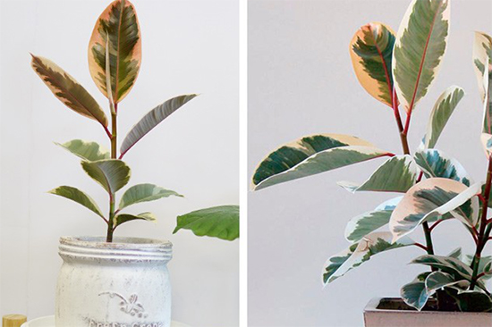 你以為植物只能放陽臺?五款室內(nèi)盆栽，家里也能擁有綠