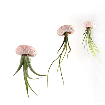 你以為植物只能放陽臺?五款室內(nèi)盆栽，家里也能擁有綠