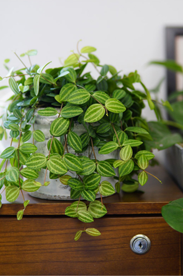 你以為植物只能放陽臺?五款室內(nèi)盆栽，家里也能擁有綠