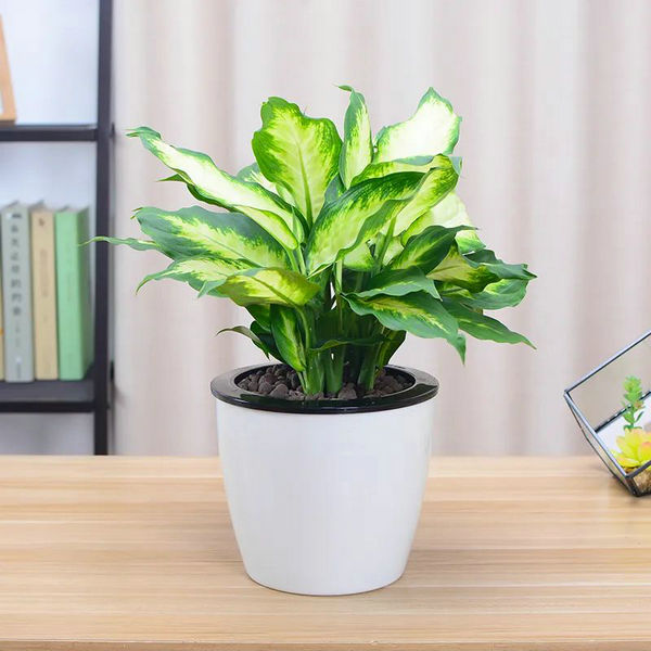 家里養(yǎng)什么綠植比較好 家里養(yǎng)什么綠植比較好