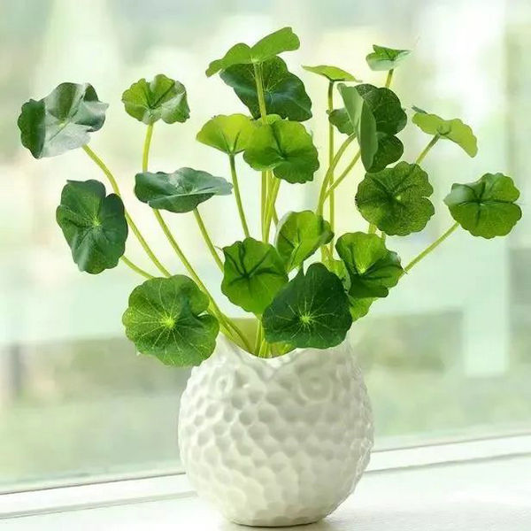 家里養(yǎng)什么綠植比較好 家里養(yǎng)什么綠植比較好